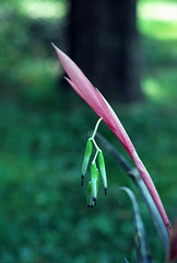 Billbergia nutans