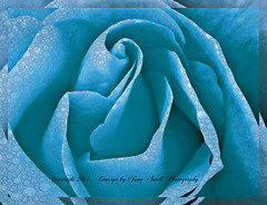 Blue rose is....