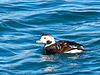 Long-tailed Duck / Clangula hyemalis