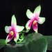 Phalaenopsis bellina