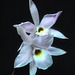 Laelia rubescens