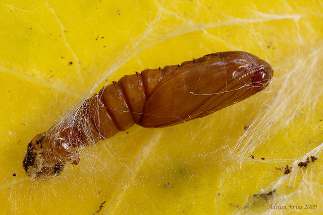 Tortrix Moth Pupa