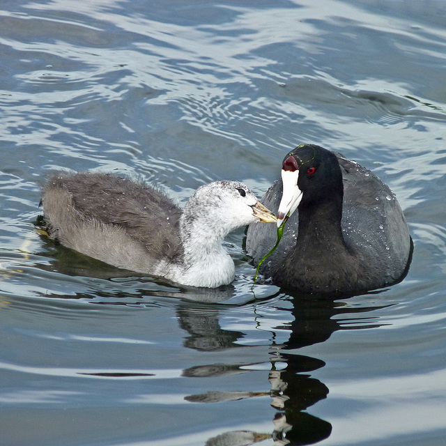 Motherly love