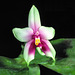 Phalaenopsis bellina