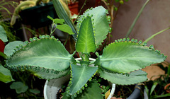 Kalanchoe laetevirens (5)