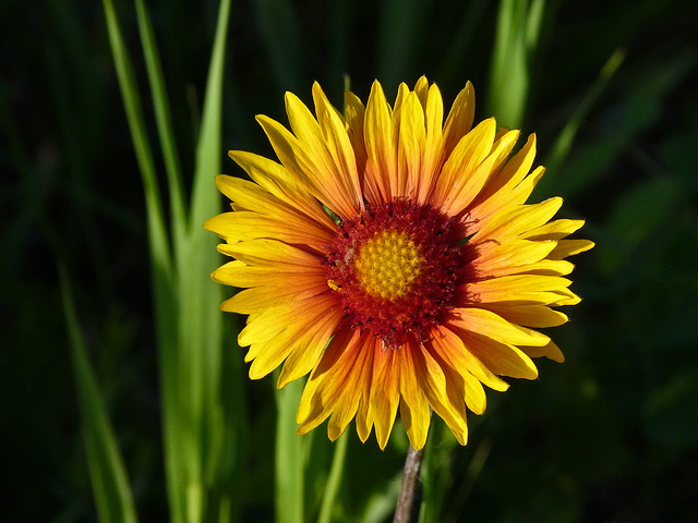 Gaillardia