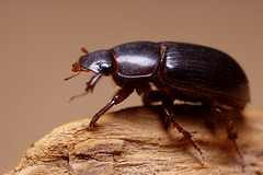 beetle_001