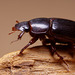 beetle_001