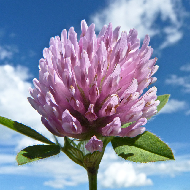 Red Clover