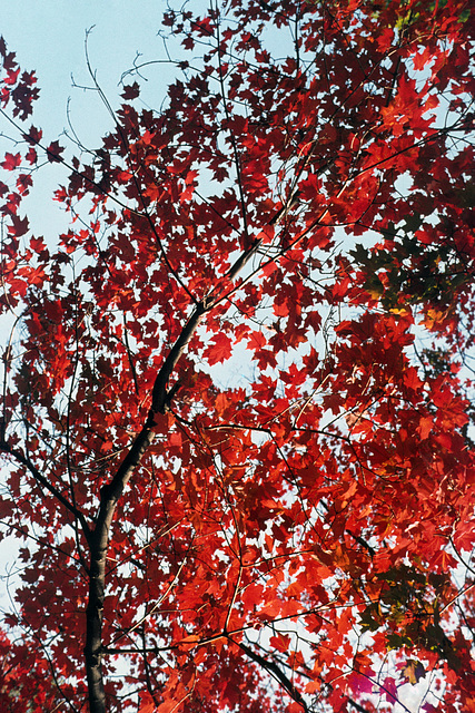 Autumn Color, New Jersey