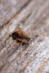 Globular Springtail Sp. (Katiannidae Genus nov. species nov.)