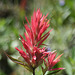 Wyoming Paintbrush (Castilleja linariaefolia)