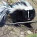 Young Skunk