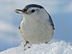 Up to my thighs in snow