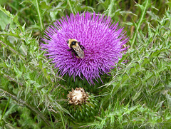 Drummond's Thistle