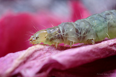 Tortrix Moth Larva