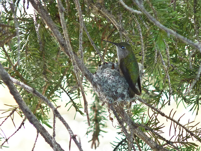 Hummingbird at nest