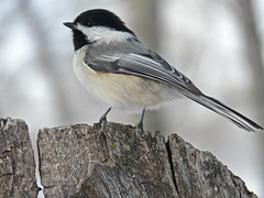 Chickadee perch