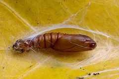 Tortrix Moth Pupa