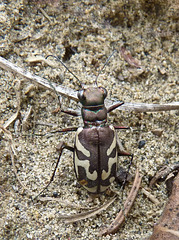 Tiger Beetle