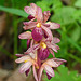 Striped Coralroot