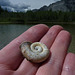 Ram's Horn Snail shell