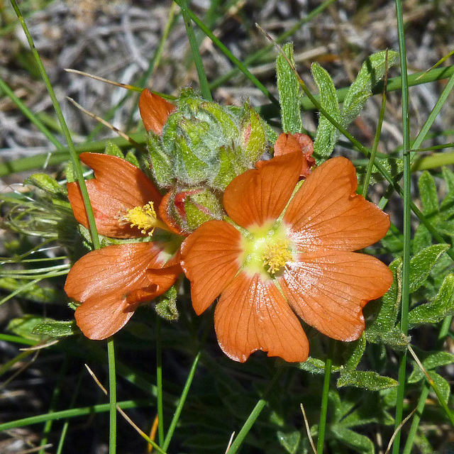 Scarlet Globemallow, Sphaeralcea coccinea