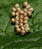 Emperor moth (Saturnia pavonia) eggs