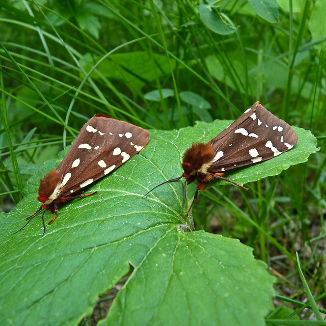 St. Lawrence Tiger Moths