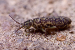 Isotomurus maculatus