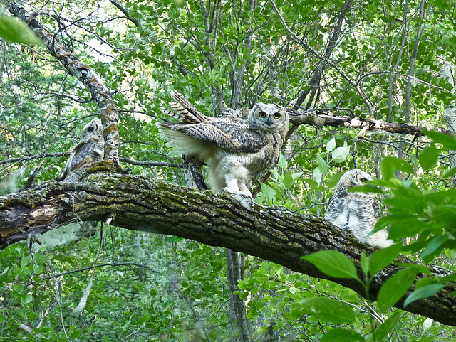 If you go down to the woods today ...