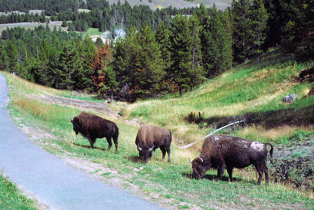 Bison, Yellowstone National Park