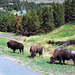 Bison, Yellowstone National Park