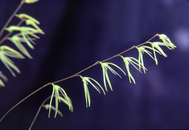 Pleurothallis sclerophylla