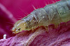 Tortrix Moth Larva