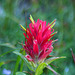 Common Red Paintbrush (Castilleja miniata - North Cascades Form)