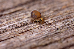 Globular Springtail (Family Katiannidae. A new Genus and new species to science).