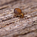 Globular Springtail (Family Katiannidae. A new Genus and new species to science).