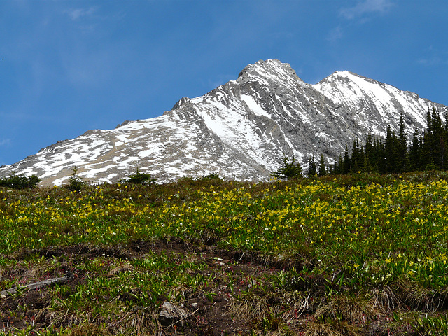 Meadow of Glacier Lilies
