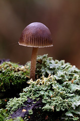 toadstool_010