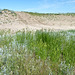 Purple Spring Sand Dunes