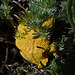 Slime mold