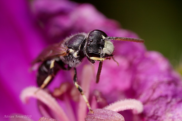 Bee, Hylaeus species