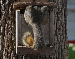 Squirrel in the Box !