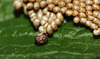 Emperor moth (Saturnia pavonia) eggs with Japanese oak silkmoth (Antheraea yamamai) egg