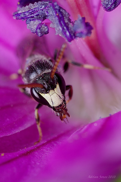 Bee, Hylaeus species