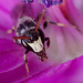 Bee, Hylaeus species