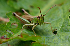 grasshopper_002