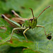 grasshopper_002