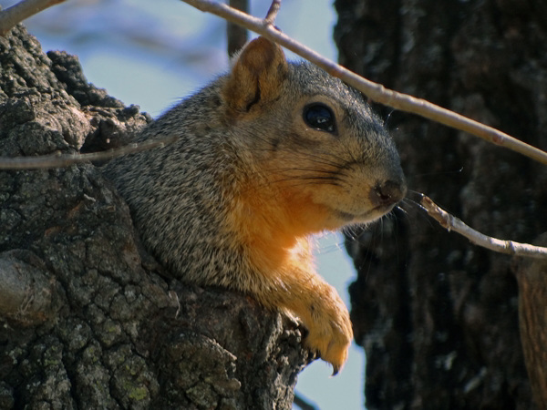 A little Squirrel I know well all tucked into the hole in the tree!